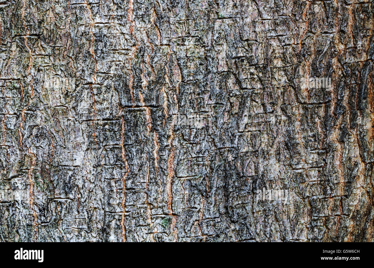 Closeup Pflanzenkörper, Natur-Textur-Hintergrund Stockfoto