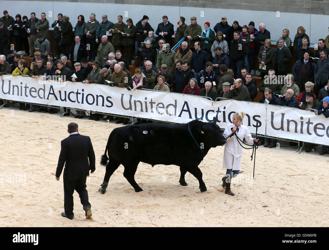 Stirling-Bull-show Stockfoto