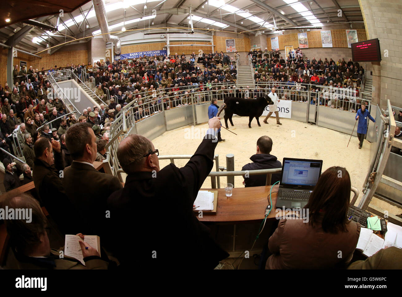 Stirling-Bull-show Stockfoto