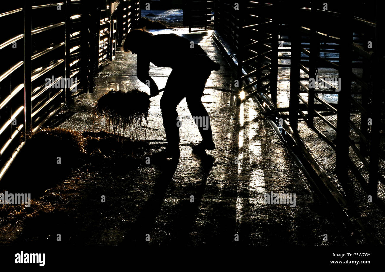 Lisa von Housebyres Farm bei Melrose hat nach dem kurzen Verkauf von Horn Bull während der Stirling Bull Sale Show bei United Auctions in Stirling, Schottland, Stroh geklungen. Der weltberühmte Stirling Bull Sales wurde 1865 gegründet, der Verkauf zieht Tausende von Besuchern aus dem in- und Ausland an und ist fester Bestandteil des landwirtschaftlichen Kalenders. Die wichtigsten Pedigree Rassen umfassen Aberdeen Angus, Beef Shorthorn, Charolais, Simmental, Limousin, British Blue, Blonde d'Aquitaine und Salers. In diesem Jahr werden erstmals Wagyu-Embryonen verkauft. Stockfoto