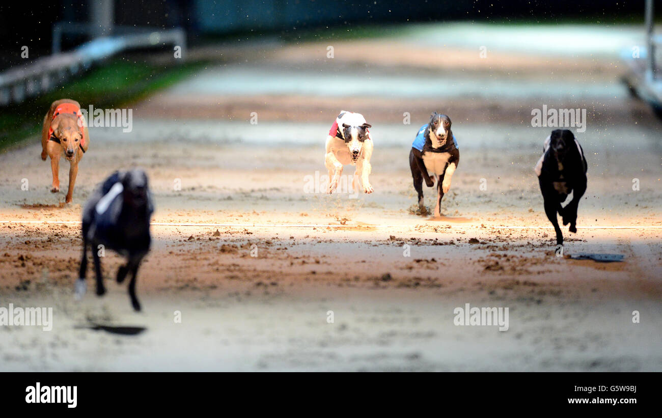 Greyhounds - Brighton & Hove Greyhound Stadium. Hunde laufen in einem Rennen Stockfoto