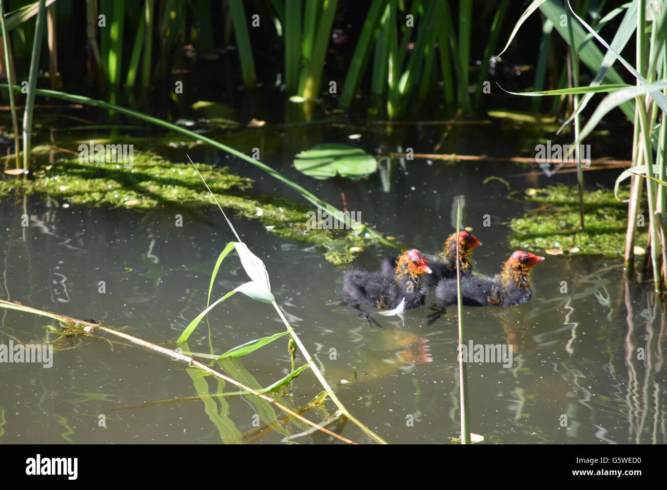 drei baby-Enten schwimmen zusammen im Wasser Stockfoto