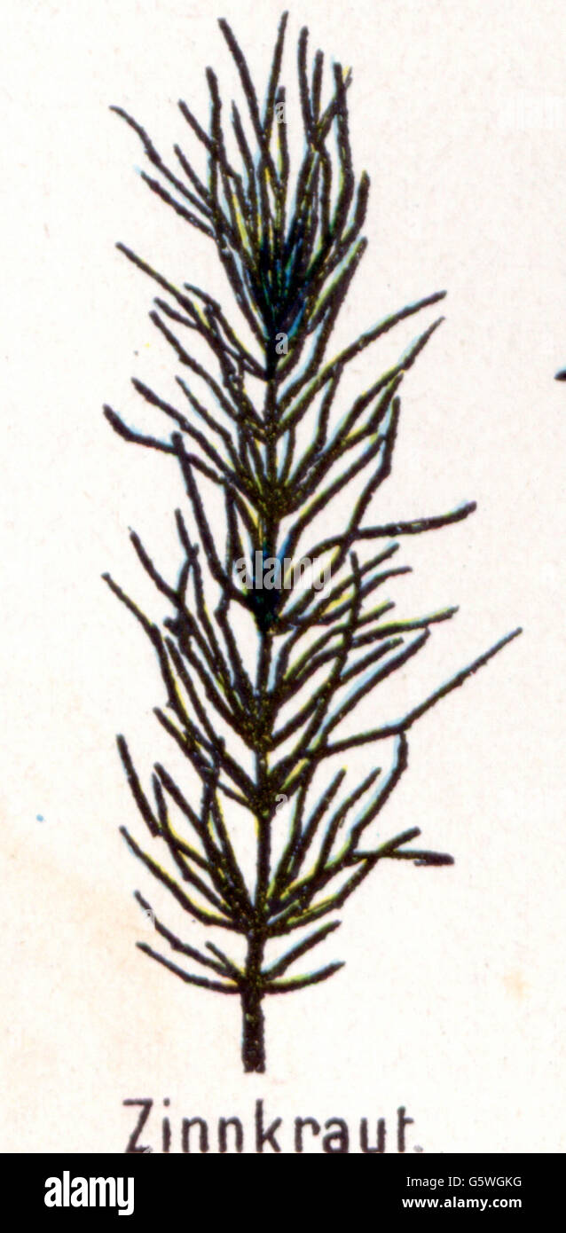 botanik, Equisetum, Feldachsetail (Equisetum arvense), aus: Friedrich Eduard Bilz, Neue Naturheilkunde, Leipzig, Deutschland, 1902, Additional-Rights-Clearences-not available Stockfoto