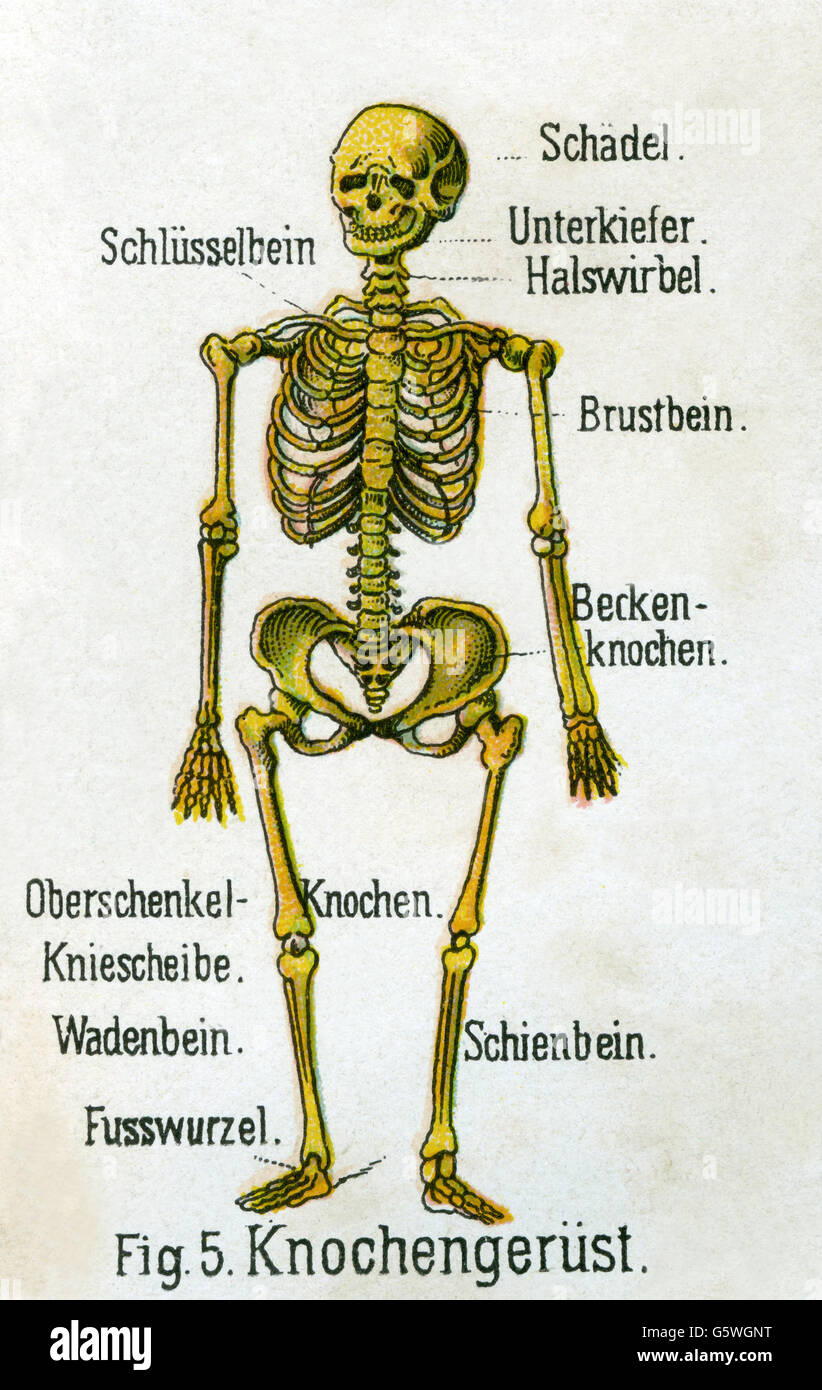 Medizin, Anatomie, Skelett / Knochen, Skelett, aus: Friedrich Eduard Bilz, Neue Naturheilkunde, Leipzig, Deutschland, 1902, Additional-Rights-Clearences-not available Stockfoto