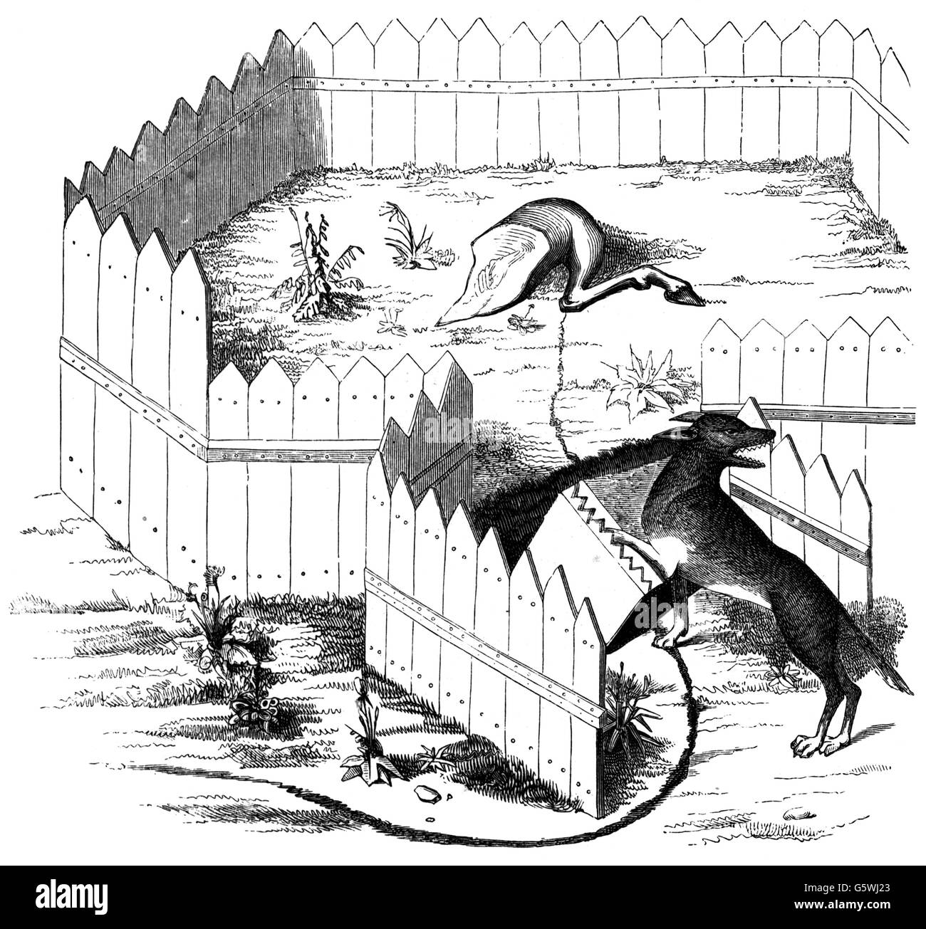 Jagd, Wolf, Wolfsjagd mit Köder und Falle, nach Miniatur zu 'Livre de Chasse' von Gaston III Phoebus, Graf von Foix, 1387 - 1389, Holzstich, 19. Jahrhundert, Zusatzrechte-Freiräumungen-nicht vorhanden Stockfoto