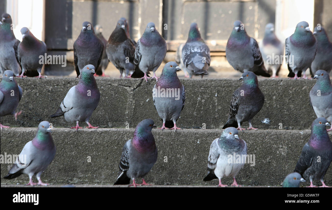 Tauben. STANDALONE-Bild von Tauben in der Cabra-Gegend von Dublin. Stockfoto