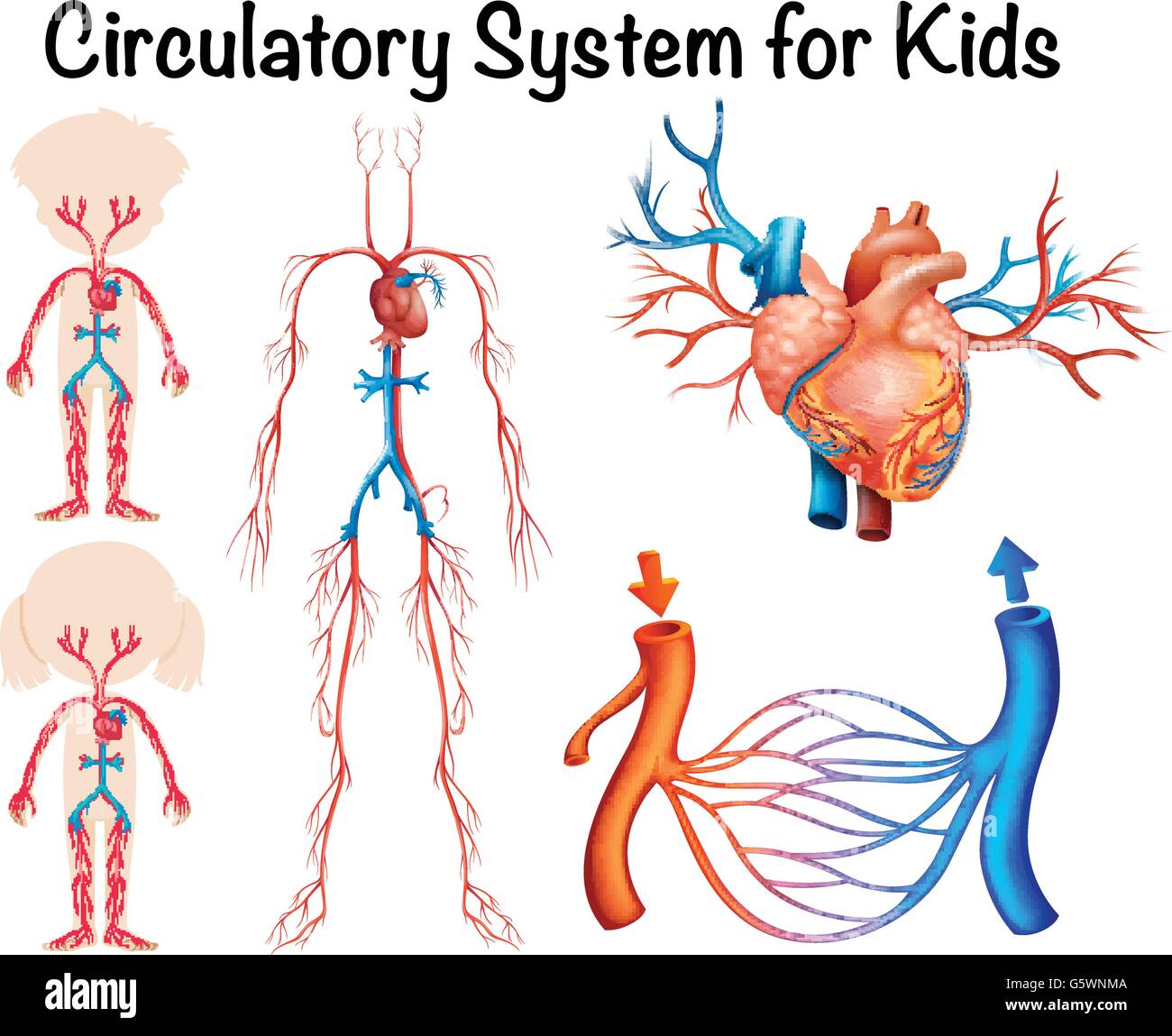 Herz Kreislauf System Fur Kinder Illustration Stock Vektorgrafik Alamy
