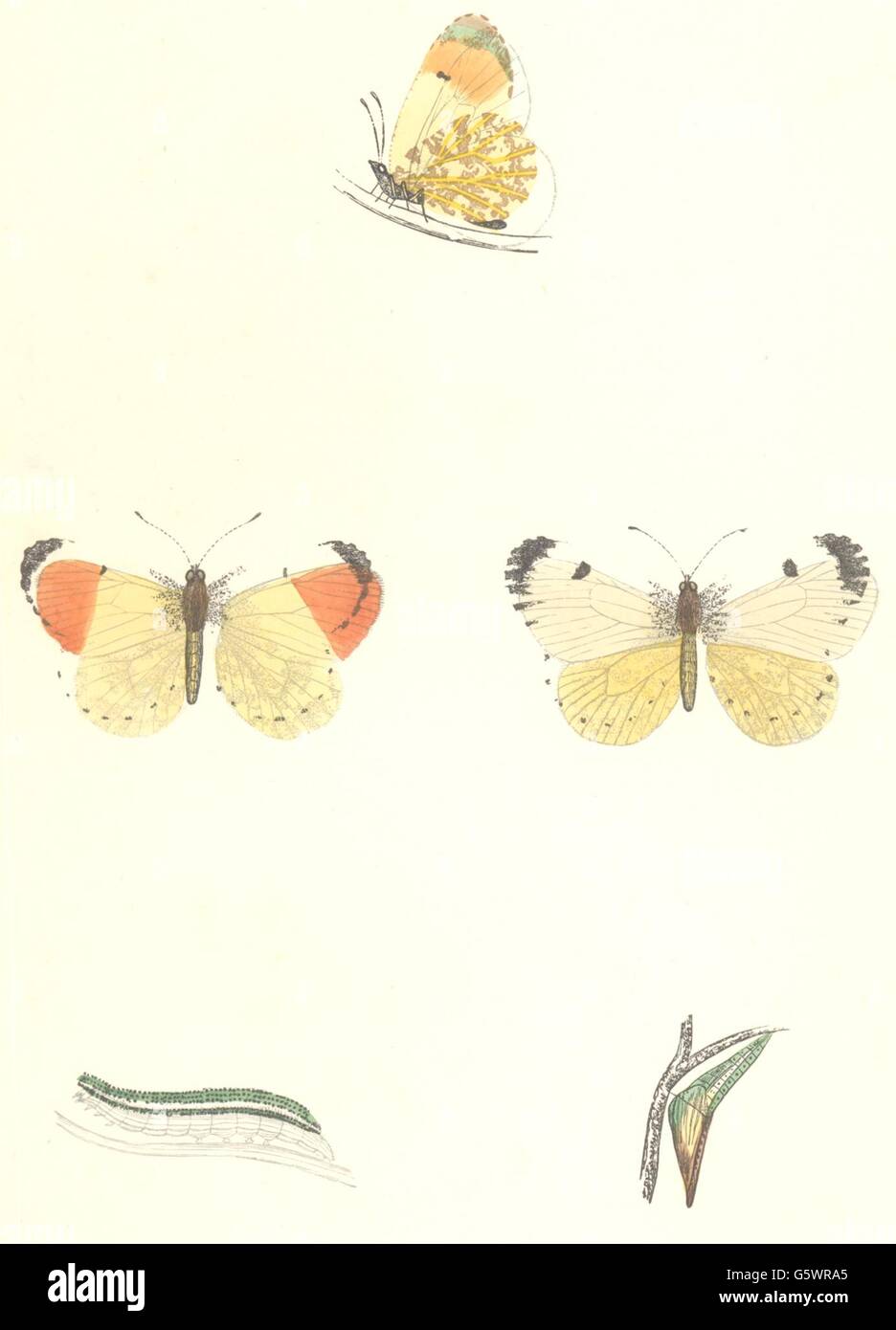 Schmetterlinge: Orange Tipp (Morris), antique print 1895 Stockfoto