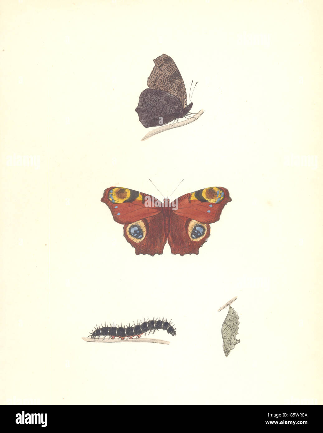 Schmetterlinge: Pfau (Morris), antique print 1895 Stockfoto