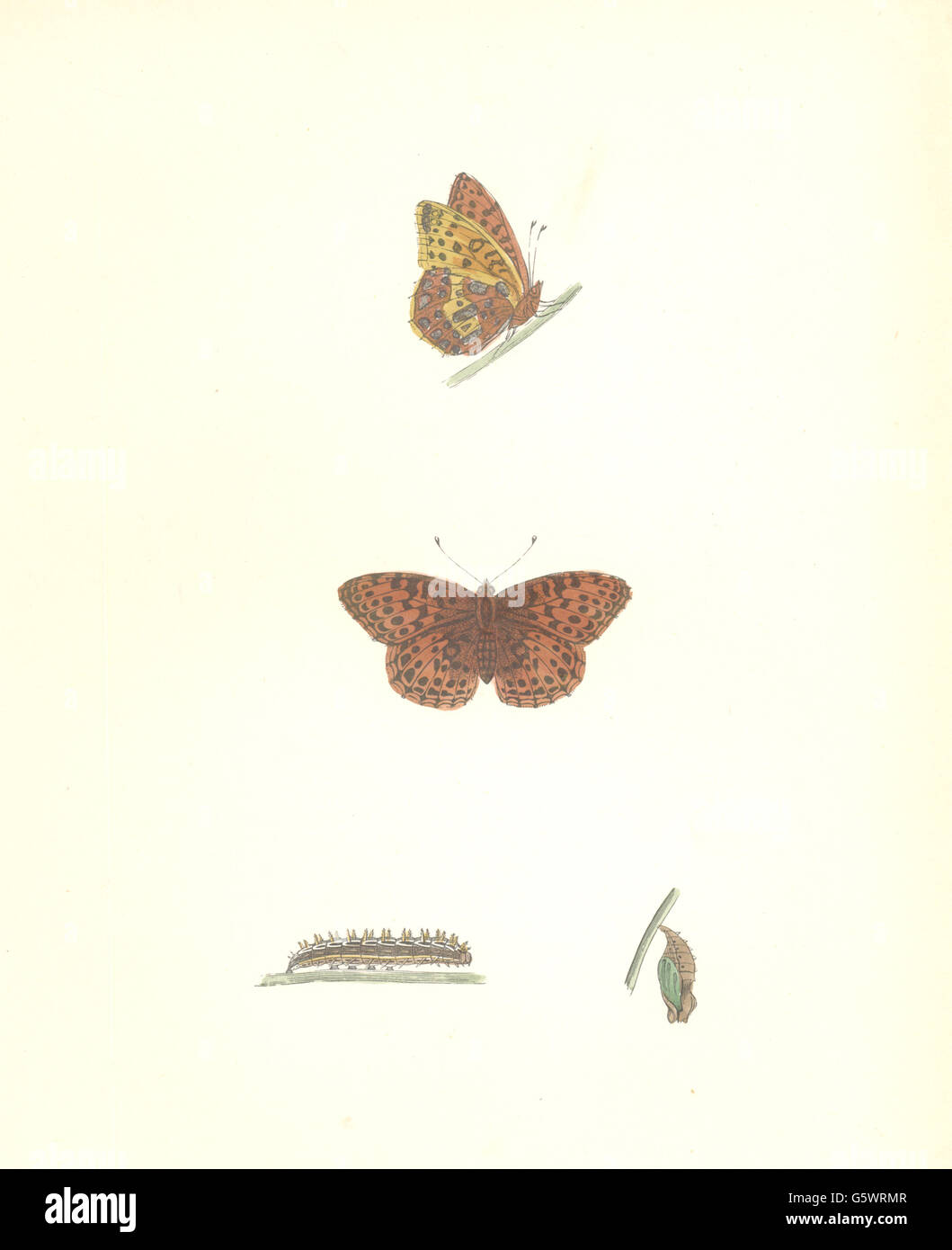Schmetterlinge: Königin von Spanien Fritillary (Morris), antique print 1895 Stockfoto
