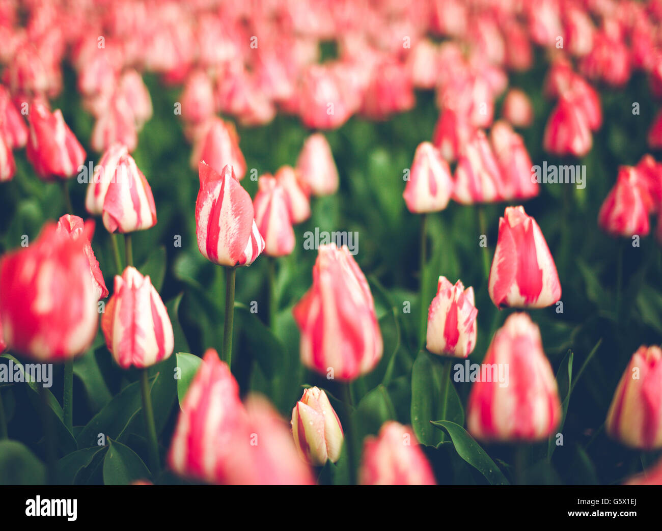 Rosa und rote Tulpen mit Regen fällt. Blühende Blumen im Frühling Garten, lebendige Blumenkarte mit Vintage Muskelaufbau Stockfoto