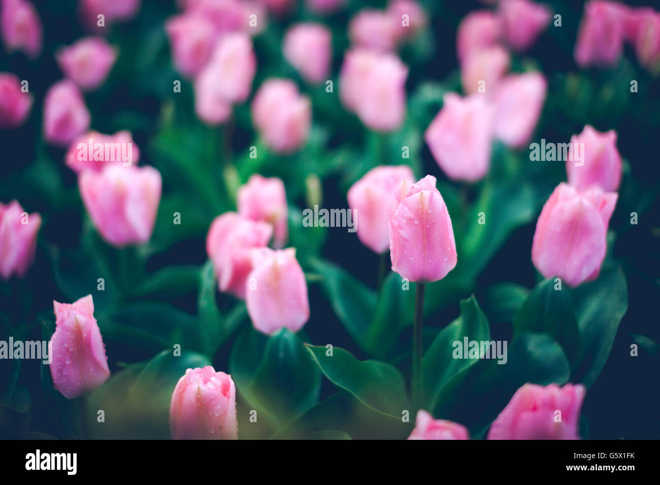 Rosa Tulpen mit Regen fällt. Blühende Blumen im Frühling Garten, lebendige Blumenkarte mit Vintage Muskelaufbau für desi Stockfoto