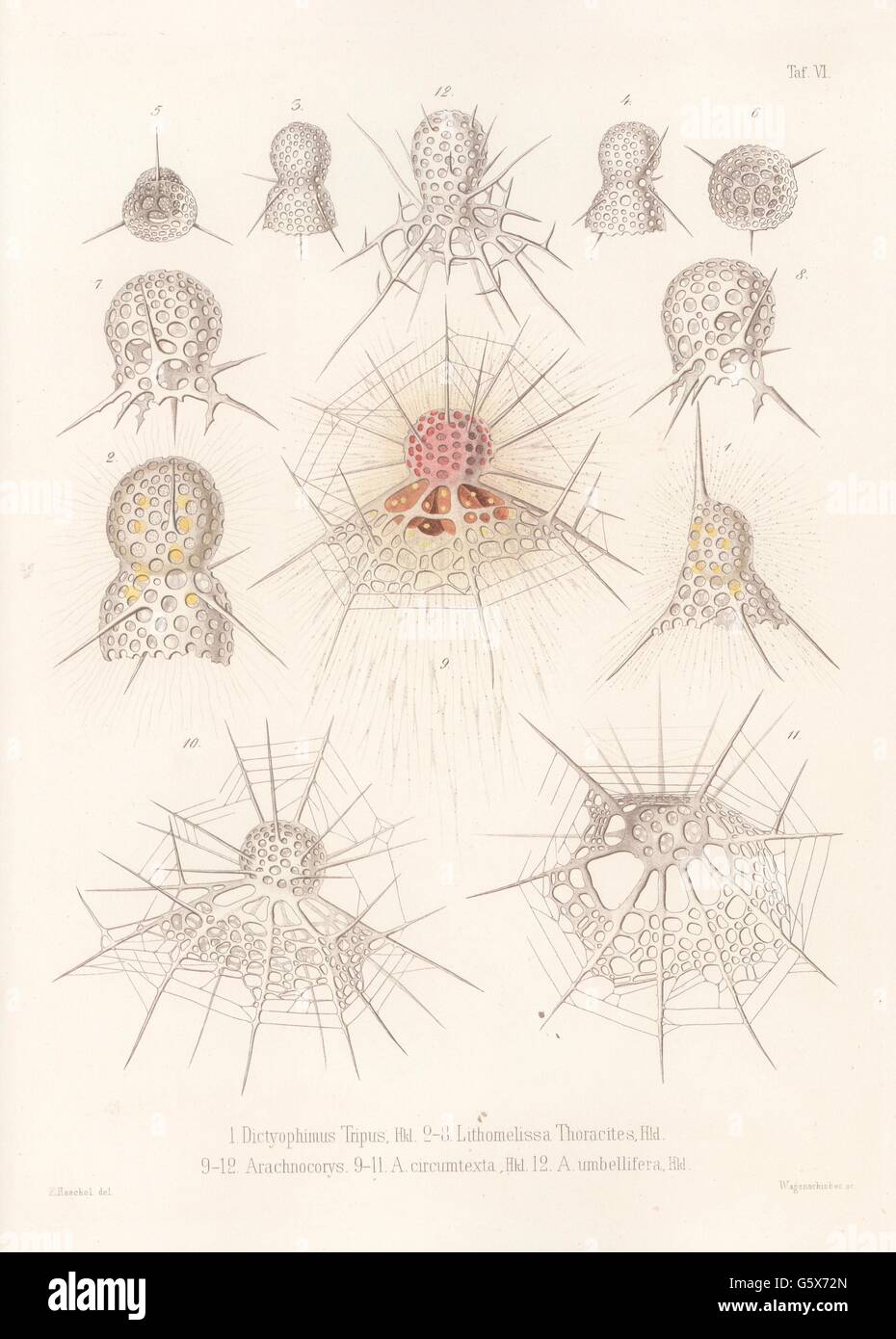 Lithomelissa thoracites Fotos und Bildmaterial in hoher Auflösung Alamy