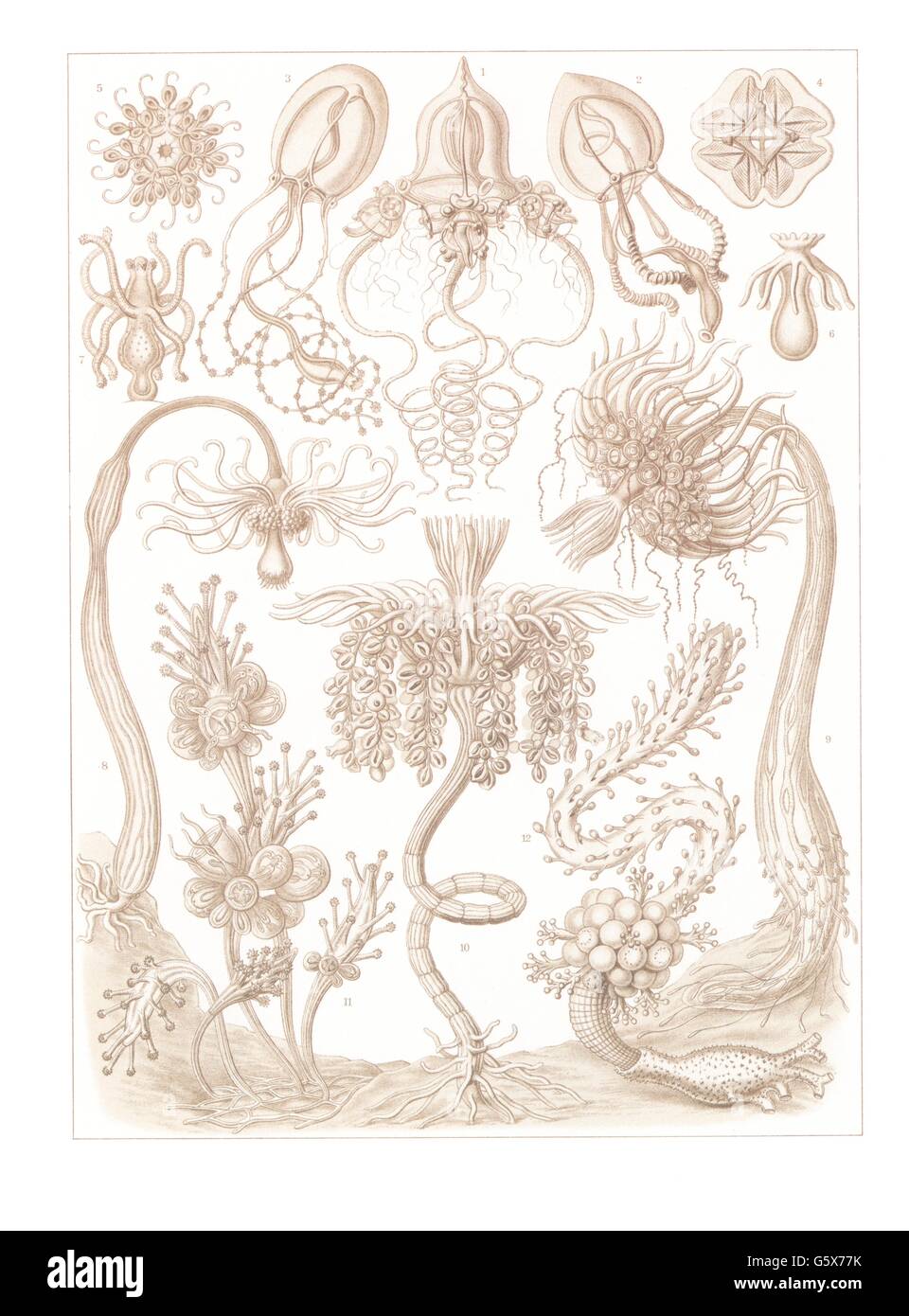 zoologie / Tiere, cnidaria, Tubularid hydroid (Tubulariae), Farblithographie, aus: Ernst Haeckel, 'Kunstformen der Natur', Leipzig - Wien, 1899 - 1904, Additional-Rights-Clearences-not available Stockfoto