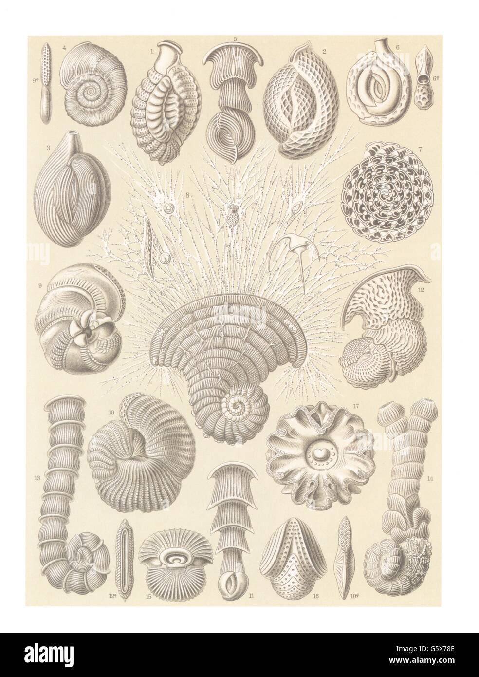 zoologie / Tiere, Foraminiferen (Foraminifera), Farblithographie, aus: Ernst Haeckel, 'Kunstformen der Natur', Leipzig - Wien, 1899 - 1904, Additional-Rights-Clearences-not available Stockfoto