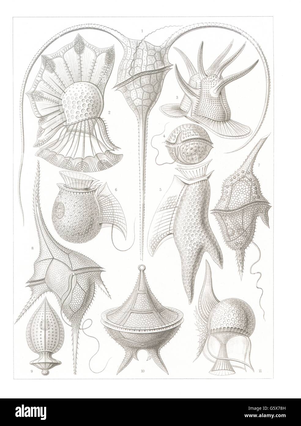 zoologie / Tiere, Dinoflagellaten (Dinoflagellata), Farblithographie, aus: Ernst Haeckel, 'Kunstformen der Natur', Leipzig - Wien, 1899 - 1904, Additional-Rights-Clearences-not available Stockfoto