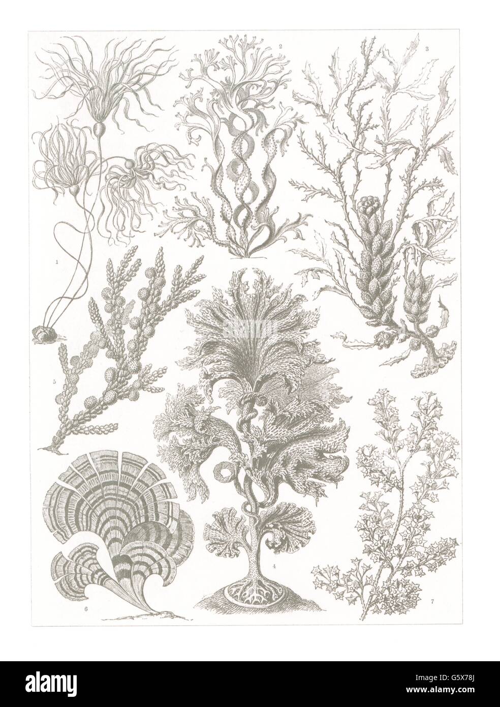 botanik, Braunalgen (Fucacae), Farblithographie, aus: Ernst Haeckel, 'Kunstformen der Natur', Leipzig - Wien, 1899 - 1904, Additional-Rights-Clearences-not available Stockfoto
