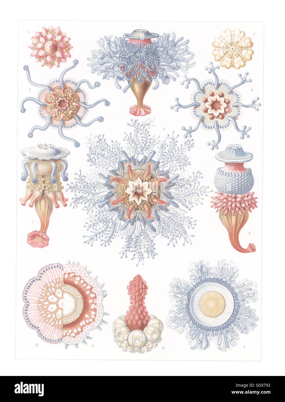 zoologie / Tiere, cnidaria, Siphonophores (Siphonophorae), Farblithographie, aus: Ernst Haeckel, 'Kunstformen der Natur', Leipzig - Wien, 1899 - 1904, Additional-Rights-Clearences-not available Stockfoto