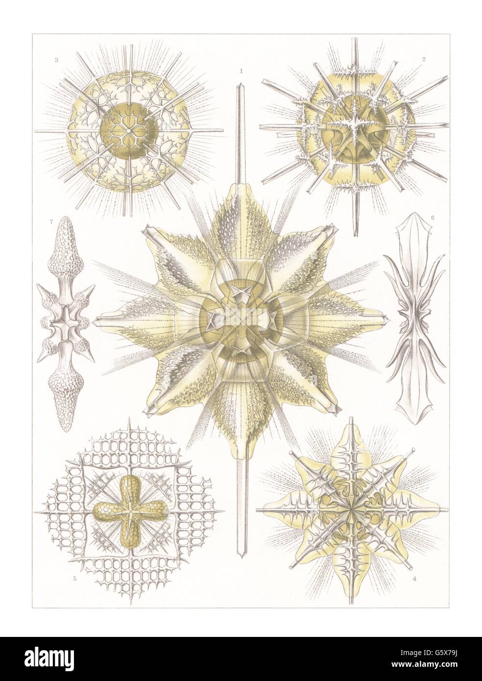 zoologie / Tiere, Acanthometrides (Acanthometra), Farblithographie, aus: Ernst Haeckel, 'Kunstformen der Natur', Leipzig - Wien, 1899 - 1904, Additional-Rights-Clearences-not available Stockfoto