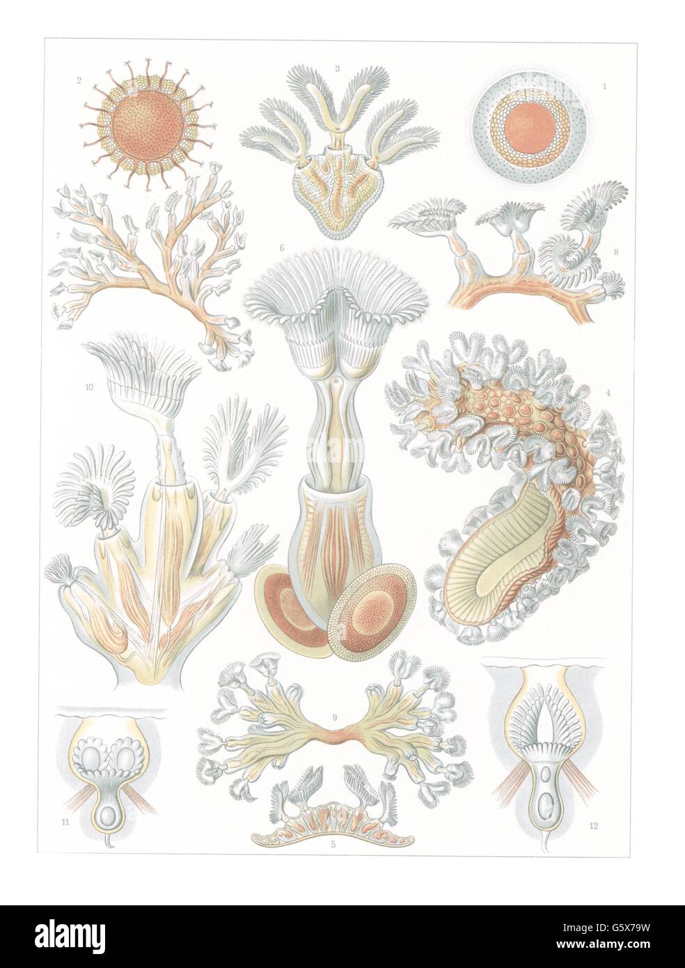 zoologie / Tiere, Moostiere (Bryozoa), Farblithographie, aus: Ernst Haeckel, 'Kunstformen der Natur', Leipzig - Wien, 1899 - 1904, Additional-Rights-Clearences-not available Stockfoto