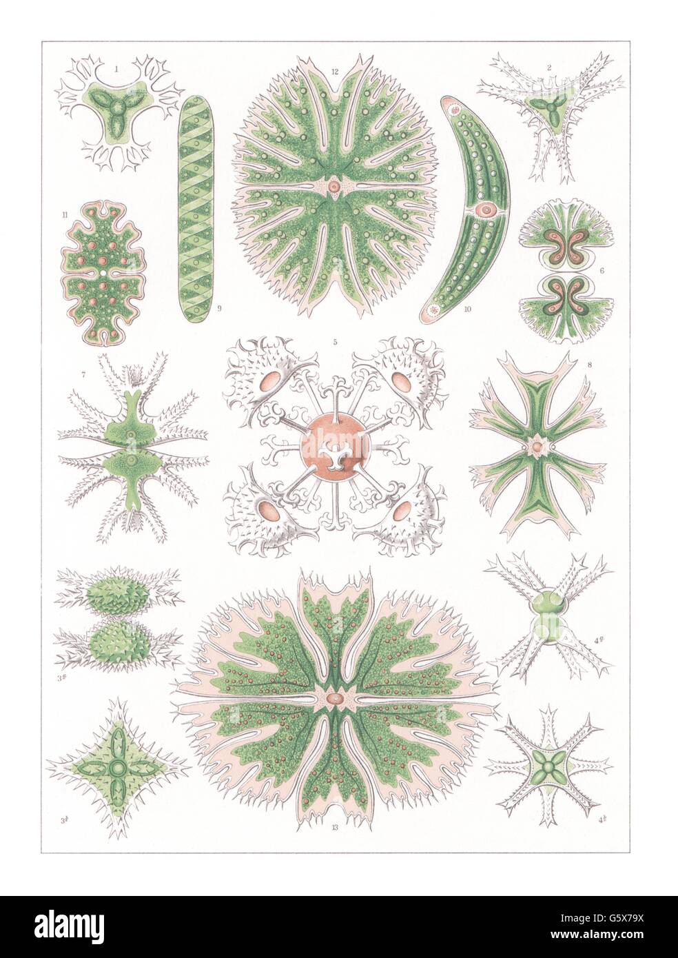botanik, desmidiales (Desmidiaceae), Farblithographie, aus: Ernst Haeckel, 'Kunstformen der Natur', Leipzig - Wien, 1899 - 1904, Additional-Rights-Clearences-not available Stockfoto