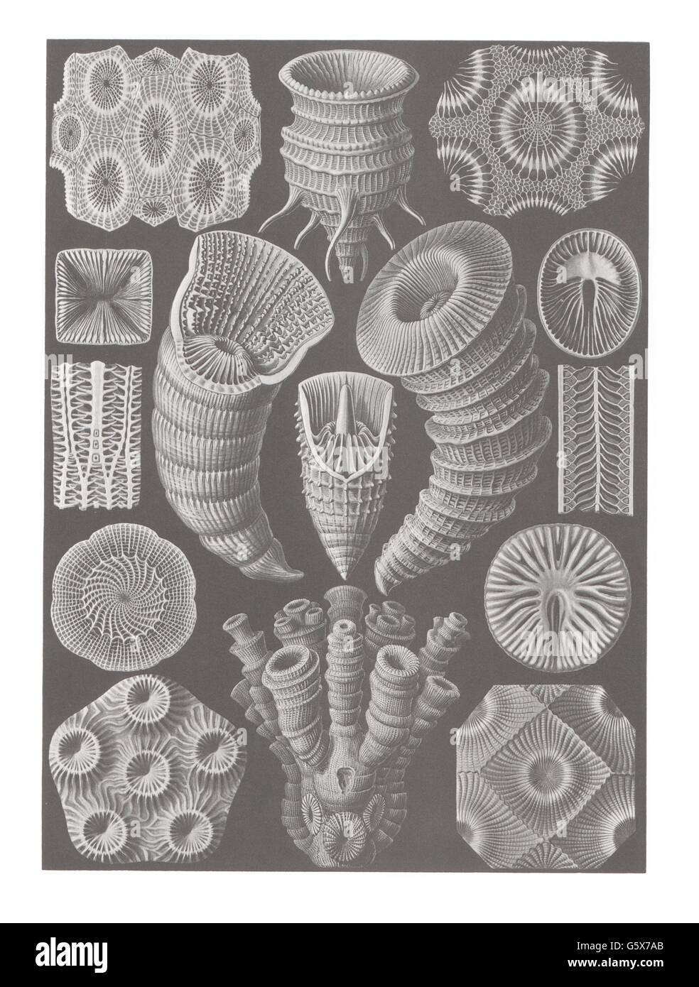 zoologie / Tiere, Anthozoa, Rugosa (Tetracorallia), Farblithographie, aus: Ernst Haeckel, 'Kunstformen der Natur', Leipzig - Wien, 1899 - 1904, Additional-Rights-Clearences-not available Stockfoto