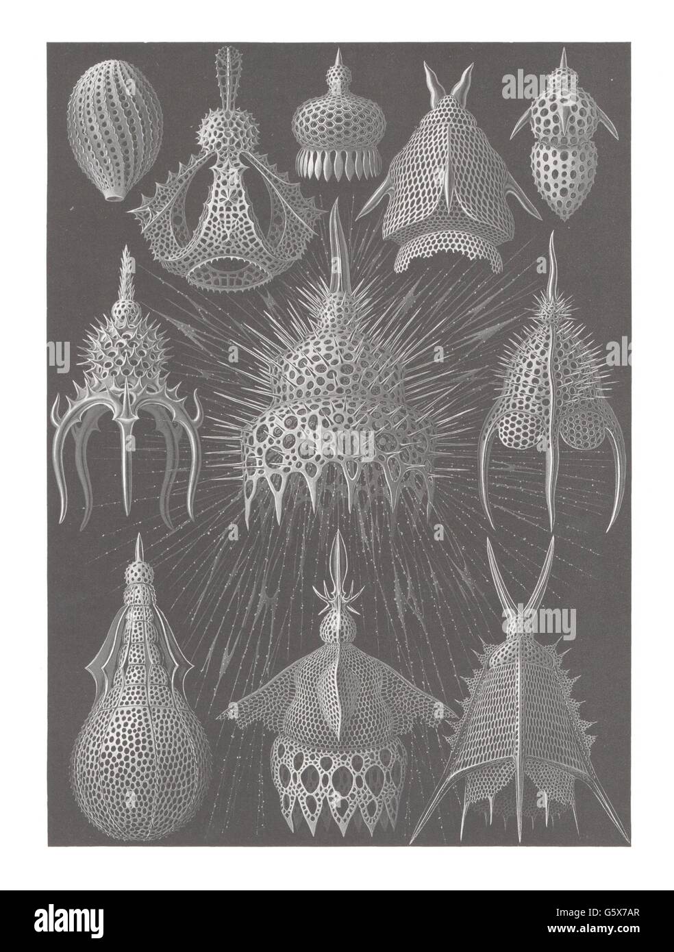 zoologie / Tiere, Zyrtoidea, Farblithographie, aus: Ernst Haeckel, 'Kunstformen der Natur', Leipzig - Wien, 1899 - 1904, Additional-Rights-Clearences-not available Stockfoto