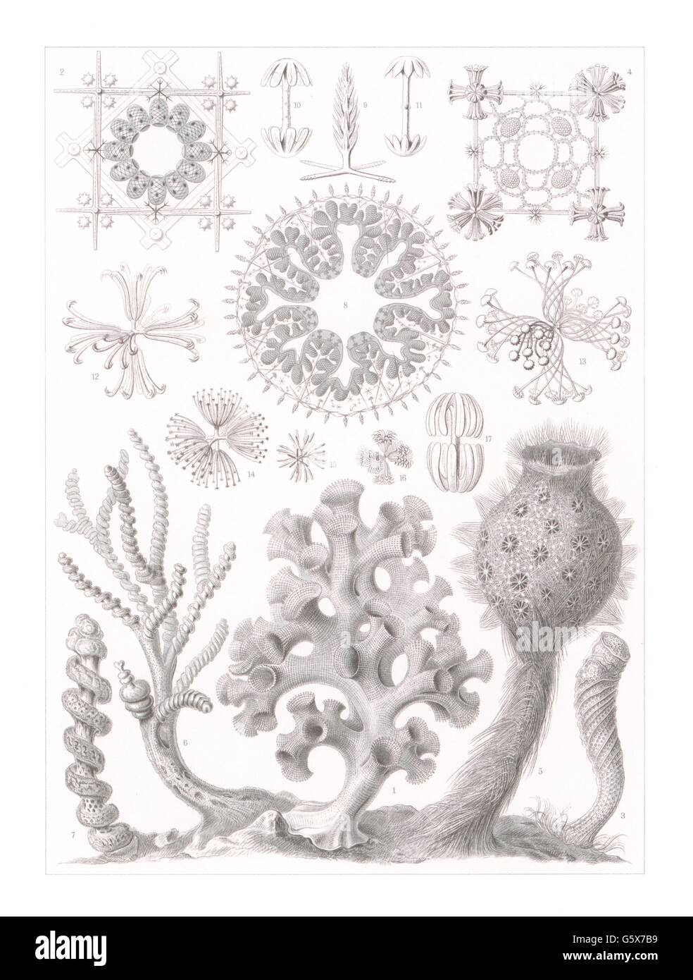 zoologie / Tiere, Glassschwämme (Hexactinellae), Farblithographie, aus: Ernst Haeckel, 'Kunstformen der Natur', Leipzig - Wien, 1899 - 1904, Additional-Rights-Clearences-not available Stockfoto