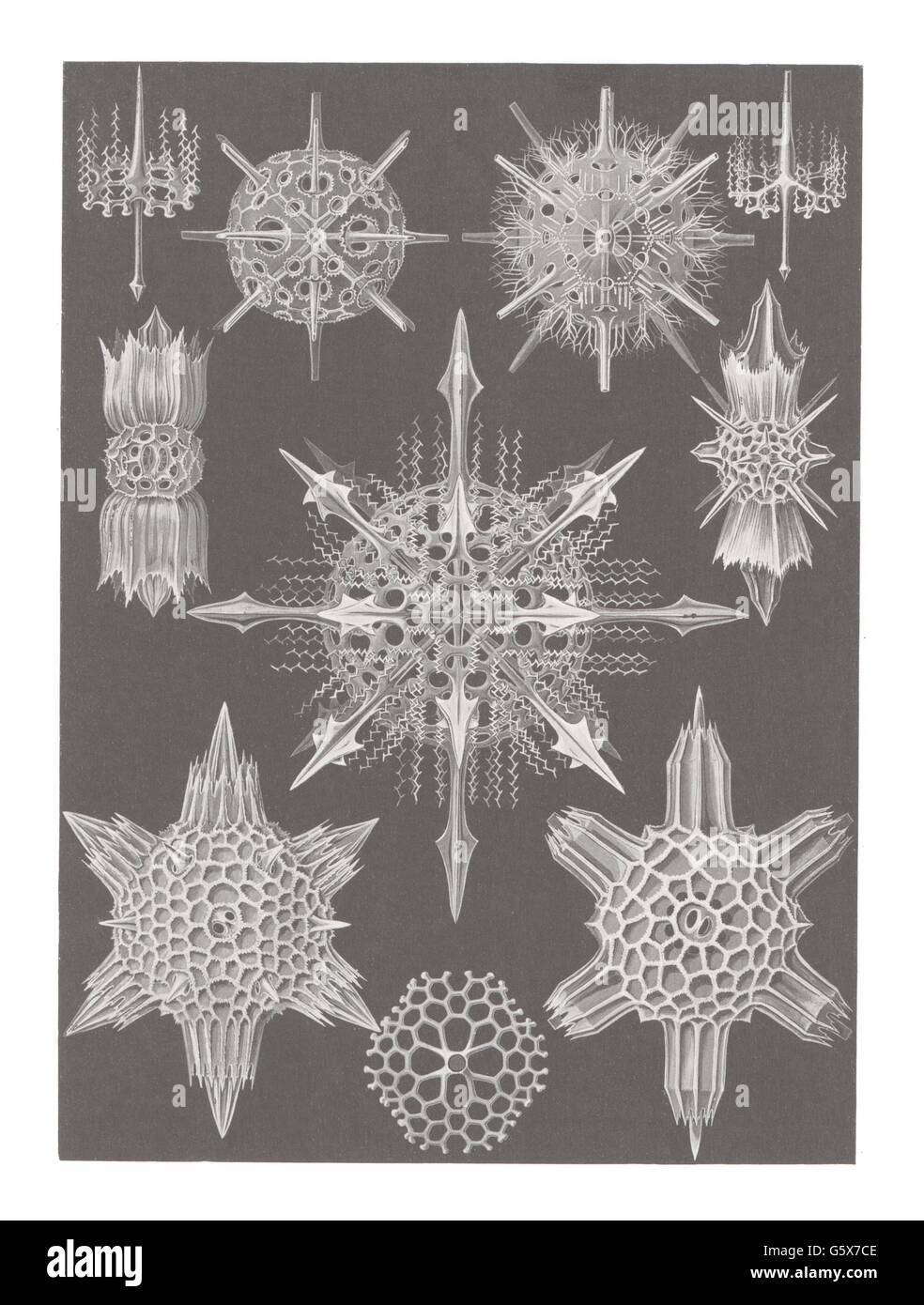 zoologie / Tiere, Akantharia, Farblithographie, aus: Ernst Haeckel, 'Kunstformen der Natur', Leipzig - Wien, 1899 - 1904, Additional-Rights-Clearences-not available Stockfoto