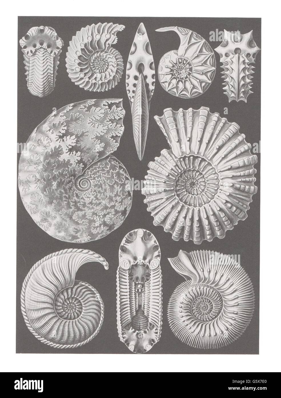 zoologie / Tiere, Weichtiere, Ammoniten (Ammonoidea), Farblithographie, aus: Ernst Haeckel, 'Kunstformen der Natur', Leipzig - Wien, 1899 - 1904, Additional-Rights-Clearences-not available Stockfoto