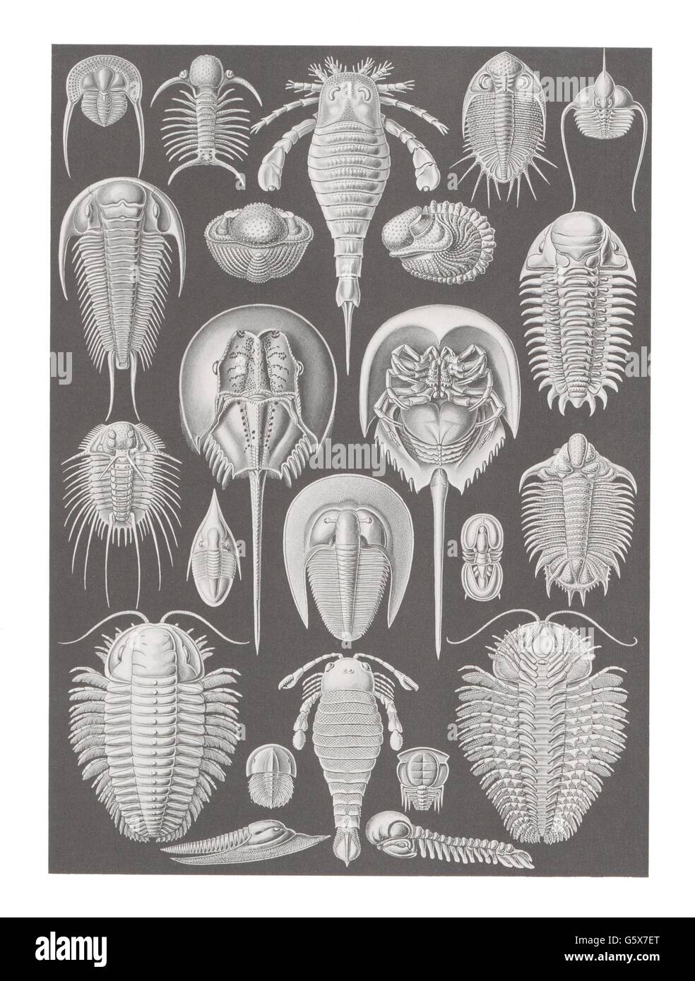 zoologie / Tiere, Chelizate, Farblithographie, aus: Ernst Haeckel, 'Kunstformen der Natur', Leipzig - Wien, 1899 - 1904, Additional-Rights-Clearences-not available Stockfoto