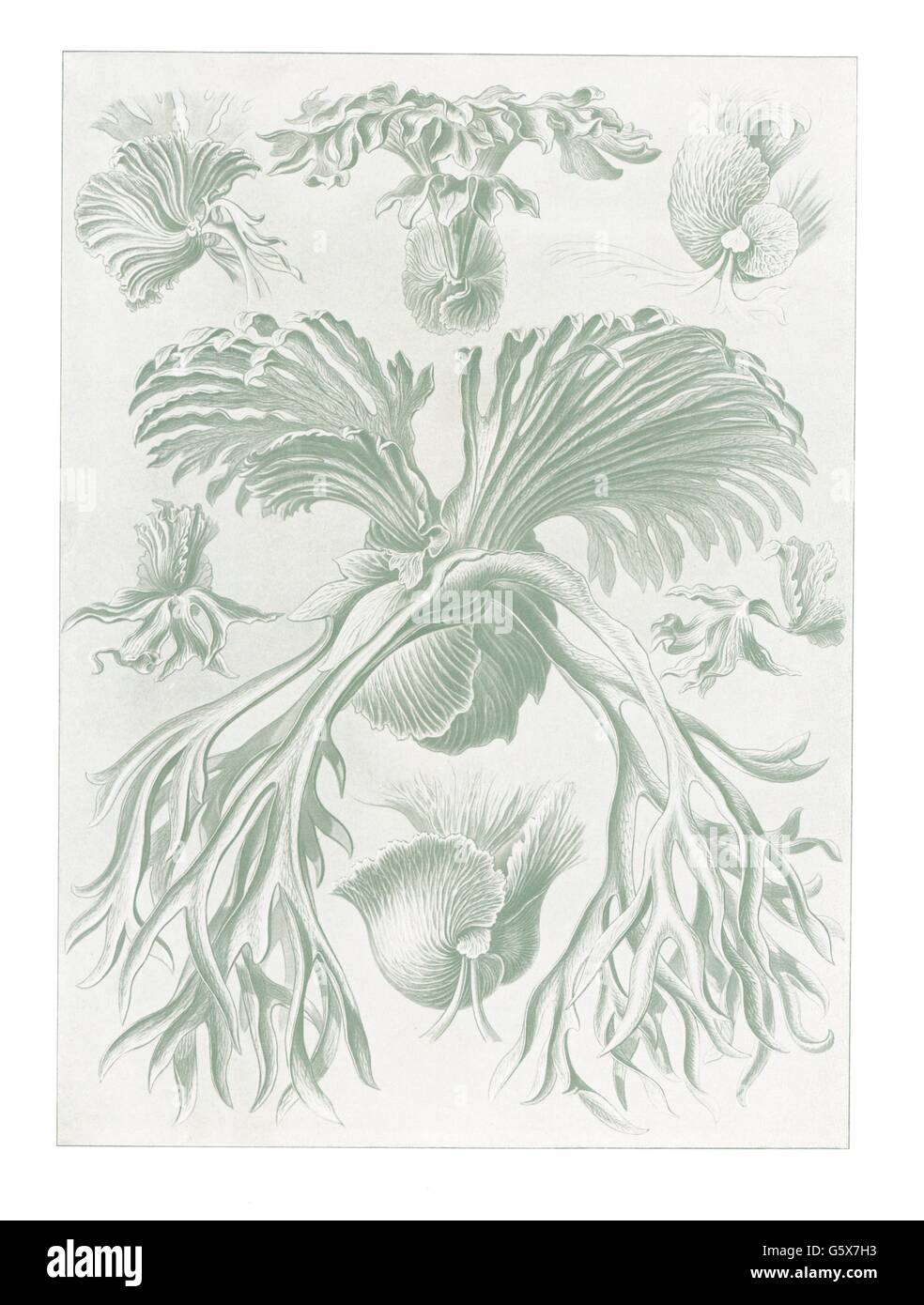 botanik, Farne, Filicinae, Farblithographie, aus: Ernst Haeckel, 'Kunstformen der Natur', Leipzig - Wien, 1899 - 1904, Additional-Rights-Clearences-not available Stockfoto
