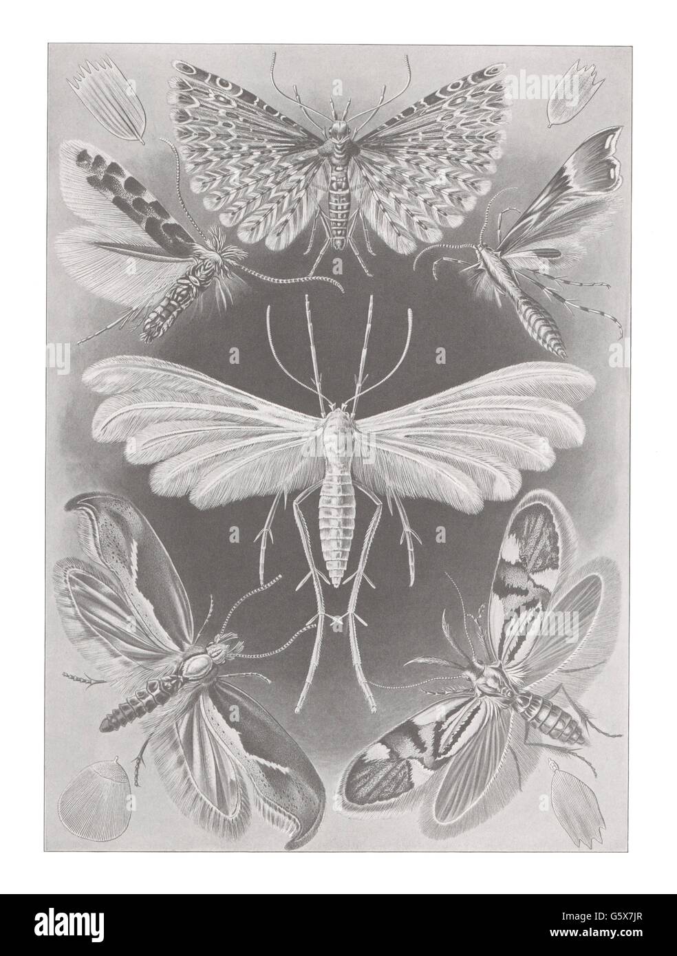 zoologie / Tiere, lepidoptera, Kleidermotten (Tineidae), Farblithographie, aus: Ernst Haeckel, 'Kunstformen der Natur', Leipzig - Wien, 1899 - 1904, Additional-Rights-Clearences-not available Stockfoto