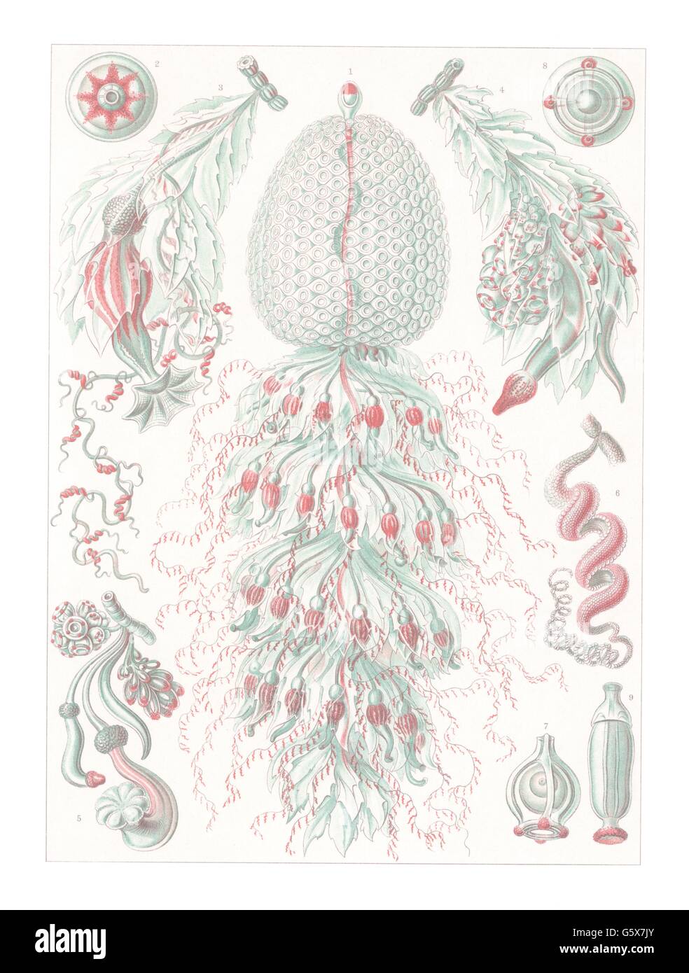 zoologie / Tiere, cnidaria, Siphonophores (Siphonophorae), Farblithographie, aus: Ernst Haeckel, 'Kunstformen der Natur', Leipzig - Wien, 1899 - 1904, Additional-Rights-Clearences-not available Stockfoto