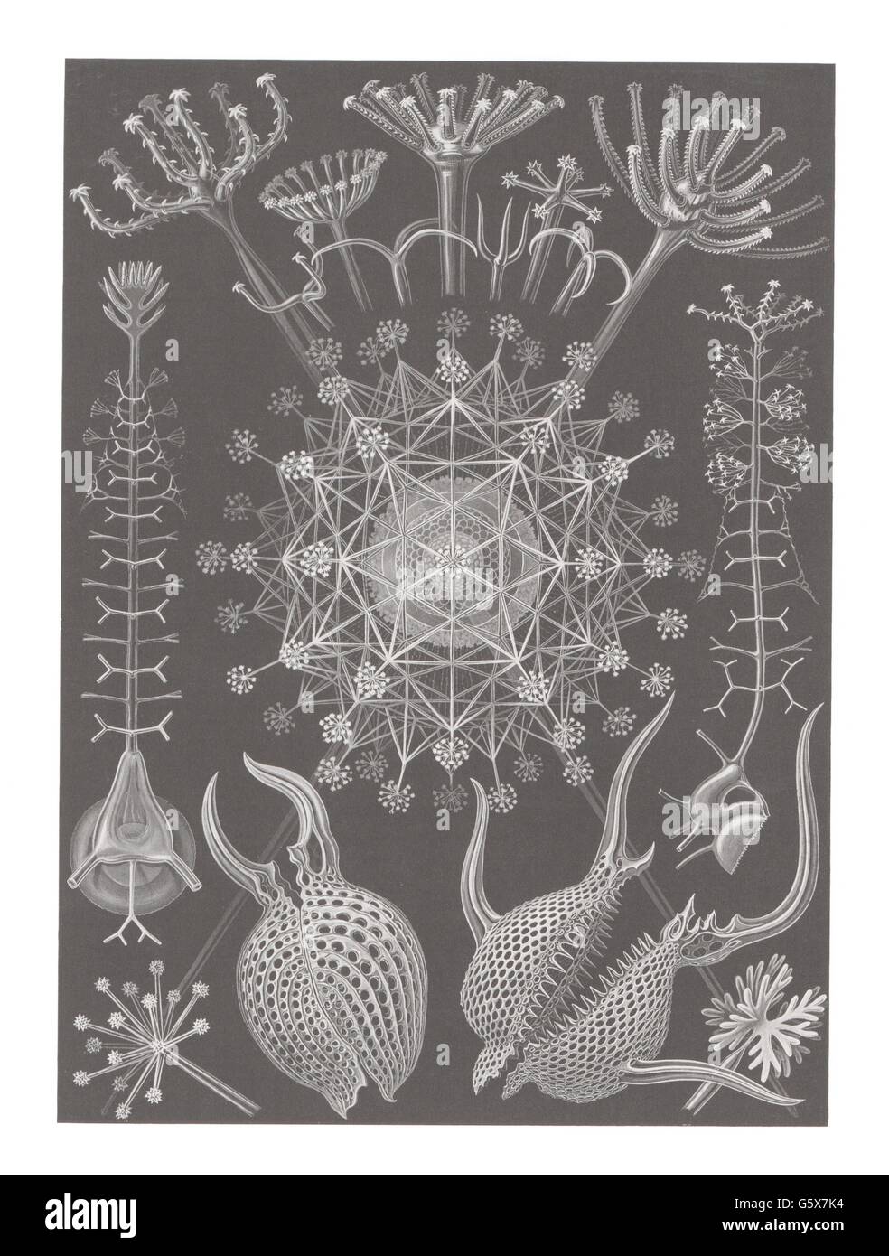 zoologie / Tiere, Farblithographie, aus: Ernst Haeckel, 'Kunstformen der Natur', Leipzig - Wien, 1899 - 1904, Additional-Rights-Clearences-not available Stockfoto