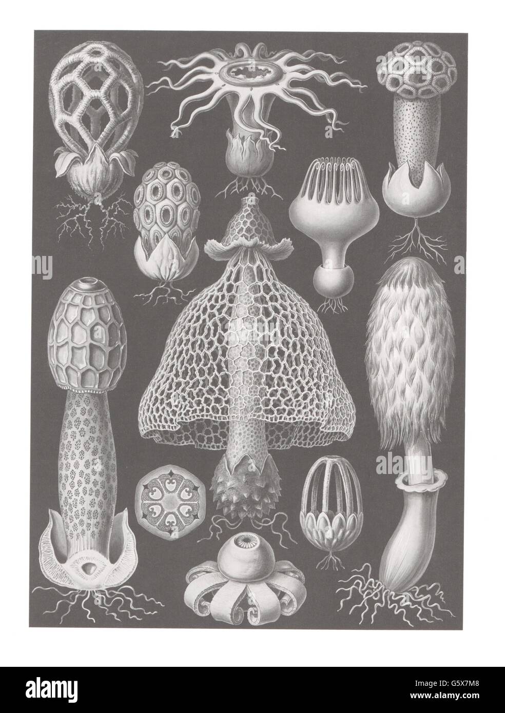 botanik, Pilz, basidiomycota, Farblithographie, aus: Ernst Haeckel, 'Kunstformen der Natur', Leipzig - Wien, 1899 - 1904, Additional-Rights-Clearences-not available Stockfoto