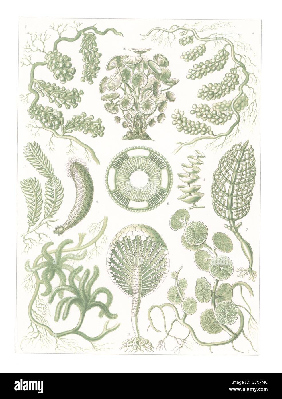botanik, Siphonales (Siphoneae), Farblithographie, aus: Ernst Haeckel, 'Kunstformen der Natur', Leipzig - Wien, 1899 - 1904, Additional-Rights-Clearences-not available Stockfoto