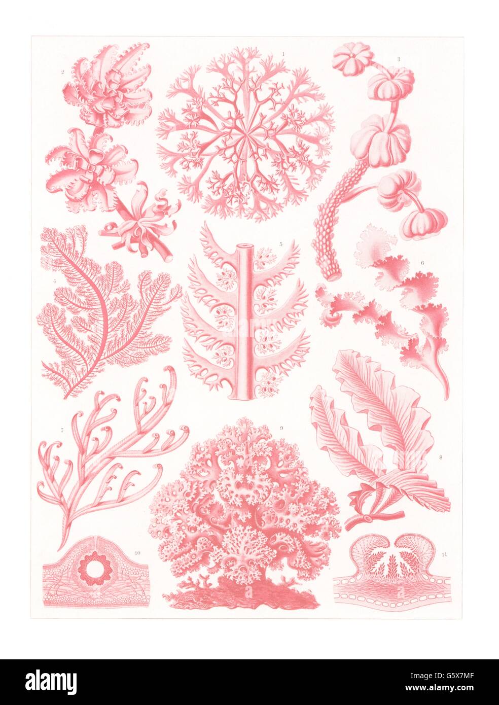 botanik, Rotalgen (Rhodophyta), Farblithographie, aus: Ernst Haeckel, 'Kunstformen der Natur', Leipzig - Wien, 1899 - 1904, Additional-Rights-Clearences-not available Stockfoto