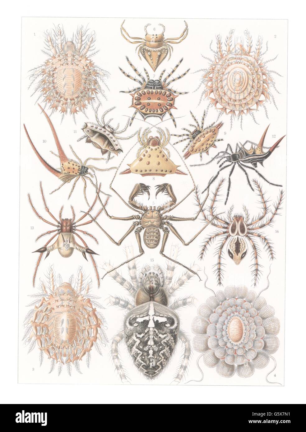 zoologie / Tiere, Anthropoden, Arachniden (Arachnida), Farblithographie, aus: Ernst Haeckel, 'Kunstformen der Natur', Leipzig - Wien, 1899 - 1904, Additional-Rights-Clearences-not available Stockfoto