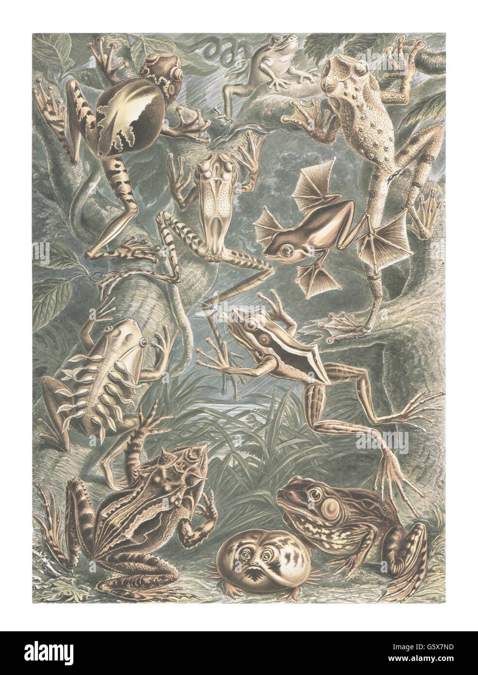 zoologie / Tiere, Amphibien, Frösche (Batrachia), Farblithographie, aus: Ernst Haeckel, 'Kunstformen der Natur', Leipzig - Wien, 1899 - 1904, Additional-Rights-Clearences-not available Stockfoto