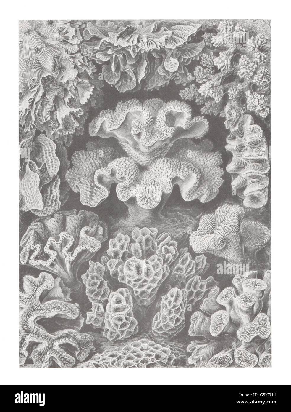 zoologie / Tiere, Anthozoa, Hexacorallien, Farblithographie, aus: Ernst Haeckel, 'Kunstformen der Natur', Leipzig - Wien, 1899 - 1904, Additional-Rights-Clearences-not available Stockfoto