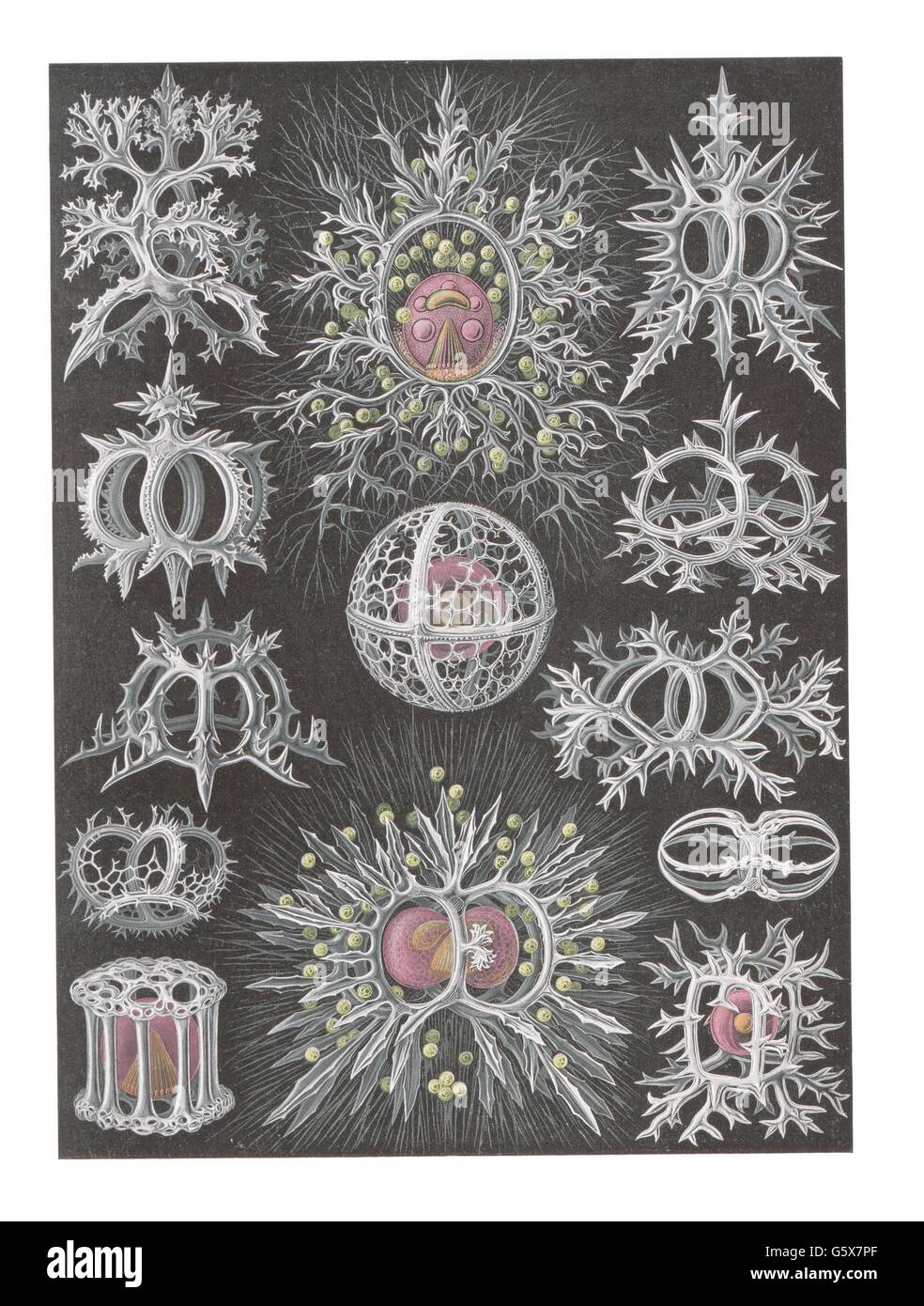 zoologie / Tiere, stephoidea, Farblithographie, aus: Ernst Haeckel, 'Kunstformen der Natur', Leipzig - Wien, 1899 - 1904, Additional-Rights-Clearences-not available Stockfoto
