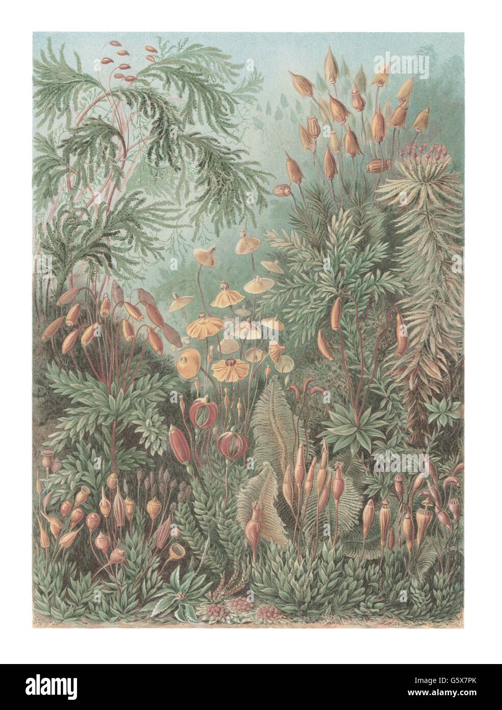 botanik, Moose, bryophyta, Farblithographie, aus: Ernst Haeckel, 'Kunstformen der Natur', Leipzig - Wien, 1899 - 1904, Additional-Rights-Clearences-not available Stockfoto