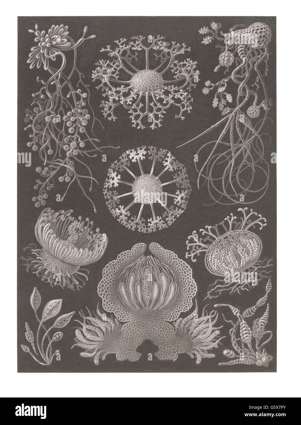 botanik, Pilz, Beutelpilze (Ascomycota), Farblithographie, aus: Ernst Haeckel, 'Kunstformen der Natur', Leipzig - Wien, 1899 - 1904, Additional-Rights-Clearences-not available Stockfoto