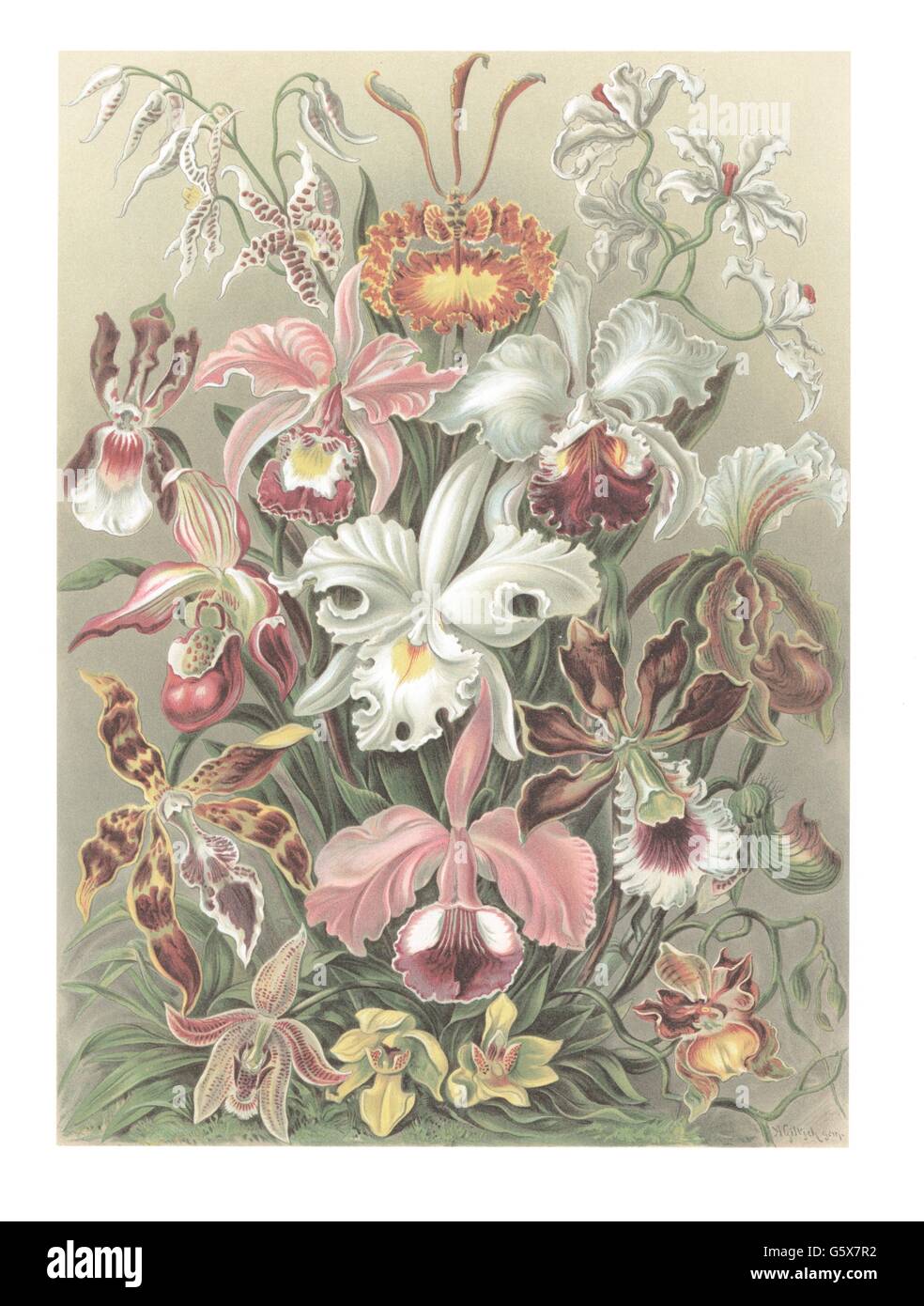 botanik, Asparagales, Orchideen (Orchidaceae), Farblithographie, aus: Ernst Haeckel, 'Kunstformen der Natur', Leipzig - Wien, 1899 - 1904, Additional-Rights-Clearences-not available Stockfoto