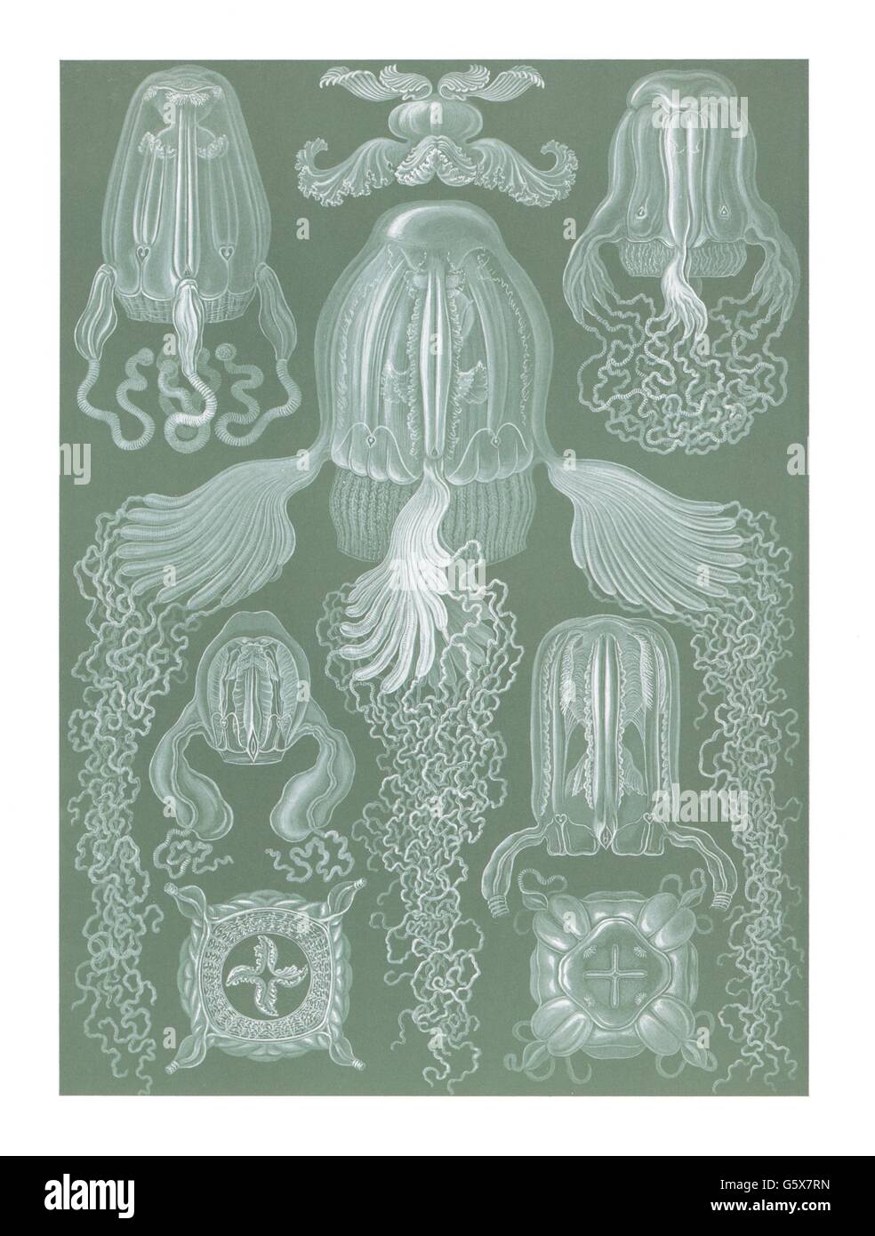 zoologie / Tiere, cnidaria, kubische Medusen (Cubomedusae), Farblithographie, aus: Ernst Haeckel, 'Kunstformen der Natur', Leipzig - Wien, 1899 - 1904, Additional-Rights-Clearences-not available Stockfoto