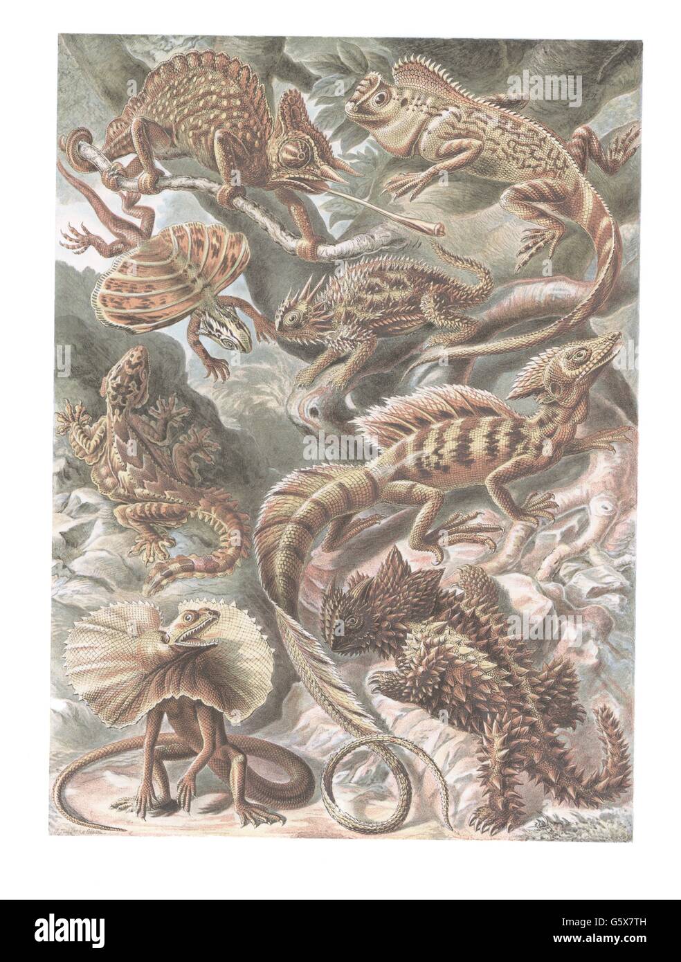 zoologie / Tiere, Reptilien, Eidechsen (Lacertidae), Farblithographie, aus: Ernst Haeckel, 'Kunstformen der Natur', Leipzig - Wien, 1899 - 1904, Additional-Rights-Clearences-not available Stockfoto