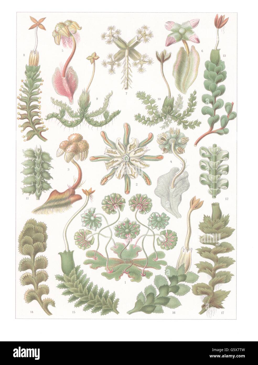 botanik, Moose, Lebermoose, Farblithographie, aus: Ernst Haeckel, 'Kunstformen der Natur', Leipzig - Wien, 1899 - 1904, Additional-Rights-Clearences-not available Stockfoto