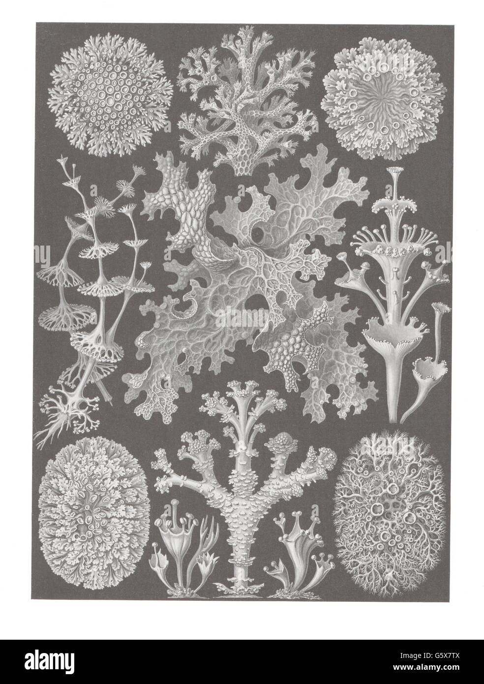botanik, Flechten (Lichenes), Farblithographie, aus: Ernst Haeckel, 'Kunstformen der Natur', Leipzig - Wien, 1899 - 1904, Additional-Rights-Clearences-not available Stockfoto