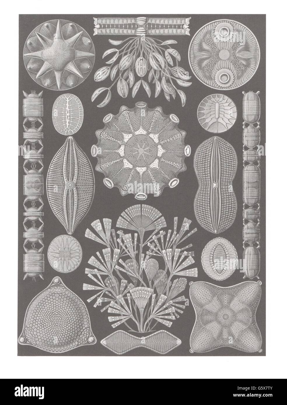 zoologie / Tiere, Kieselalgen (Diatomea), Farblithographie, aus: Ernst Haeckel, 'Kunstformen der Natur', Leipzig - Wien, 1899 - 1904, Additional-Rights-Clearences-not available Stockfoto